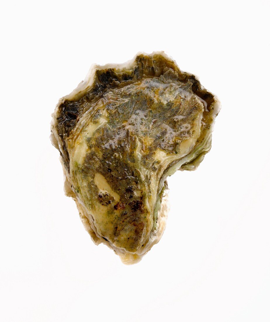 Whole Oyster on a White Background
