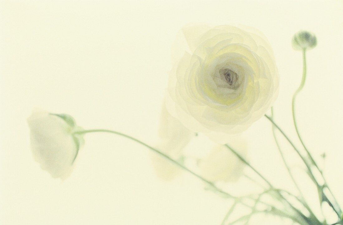 White ranunculus