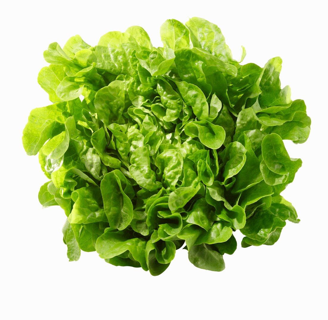 A green oak-leaf lettuce