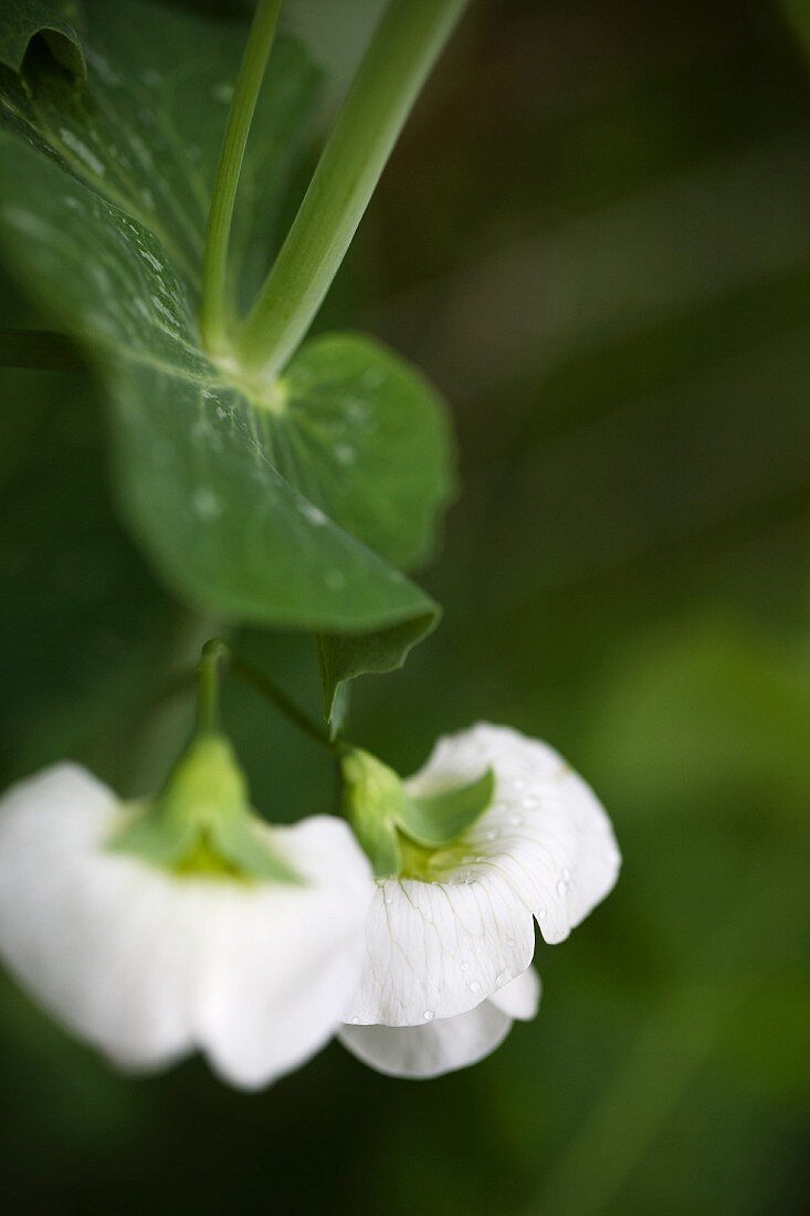 White pea flowers