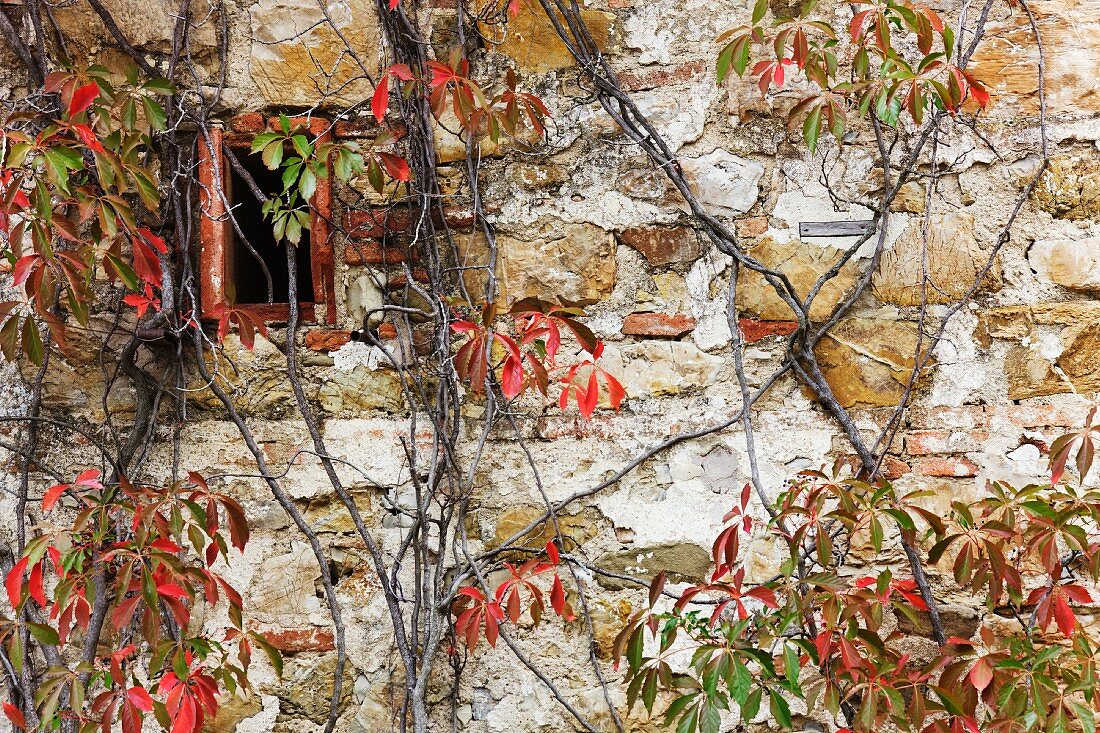 Altes Steinhaus mit Fenster und herbstlich gefärbtem Wilden Wein