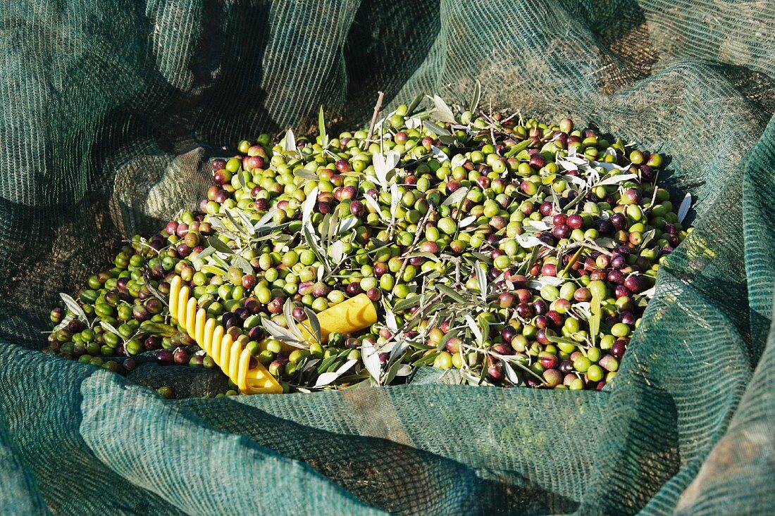 Frisch gepflückte Oliven im Netz