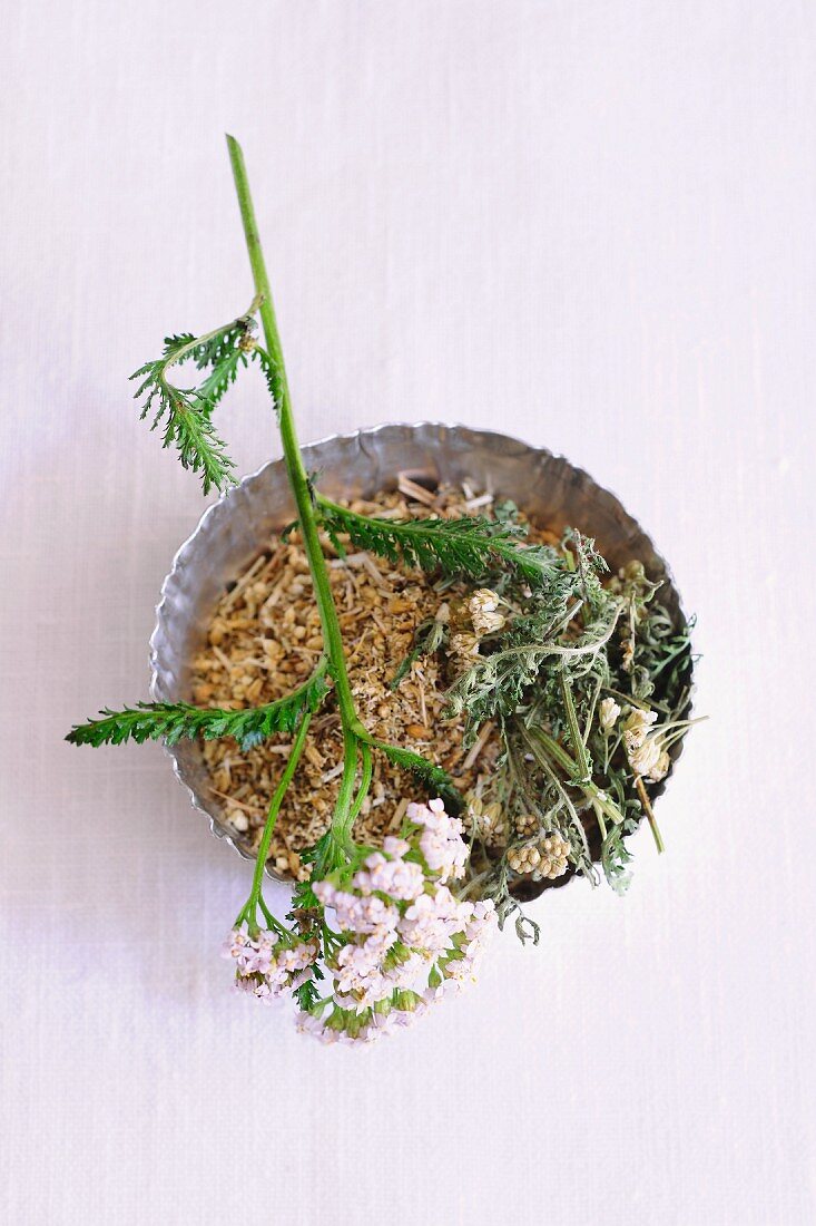 Dried and fresh yarrow