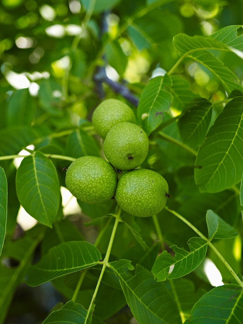 Grüne Walnüsse am Baum