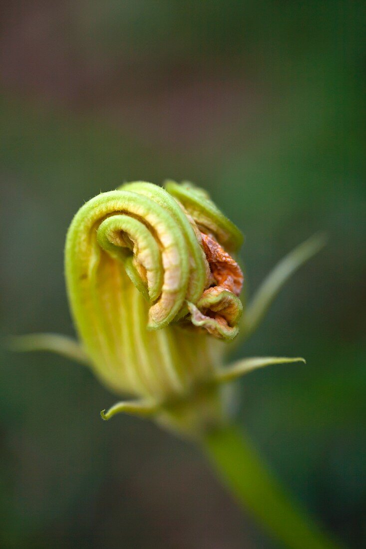 A courgette flower