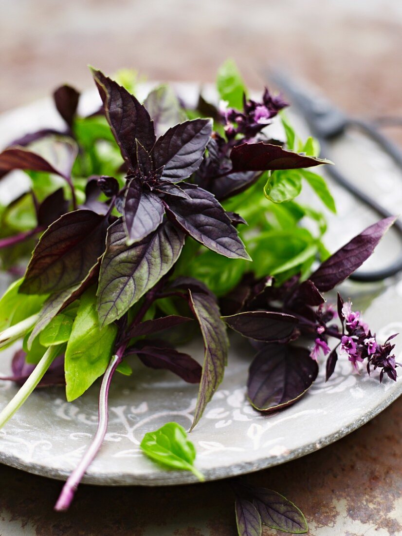 Red and green basil