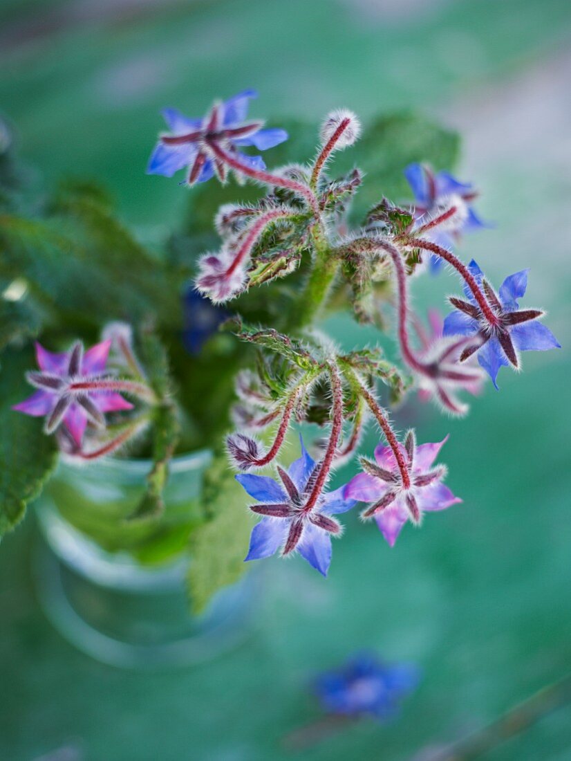 Borretschblüten in einer Vase