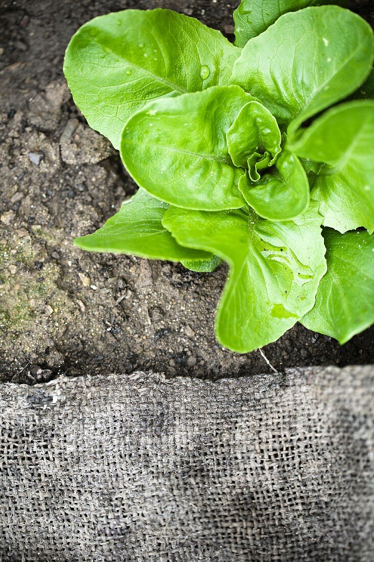 Salatpflanze im Beet (Draufsicht)