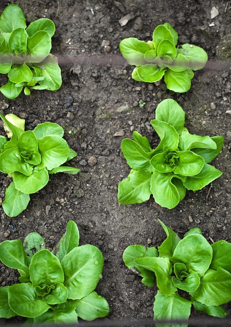 Lettuces in a flower bed (seen from above)