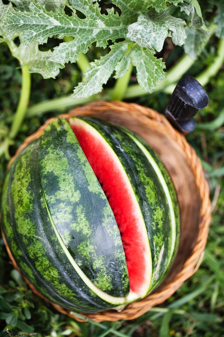 Angeschnittene Wassermelone im Korb