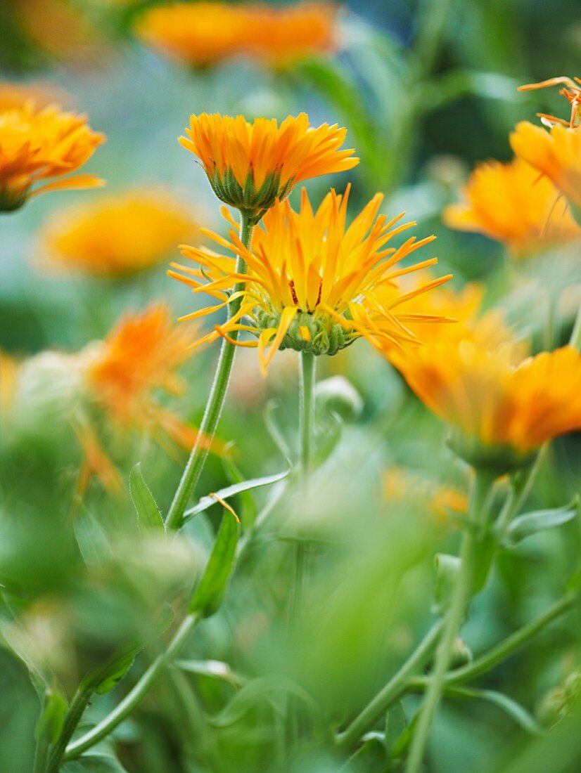 Marigolds in a garden