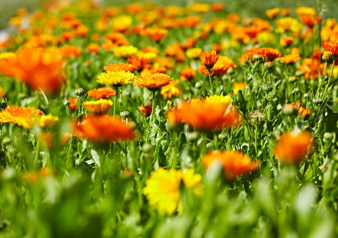 A field of marigolds