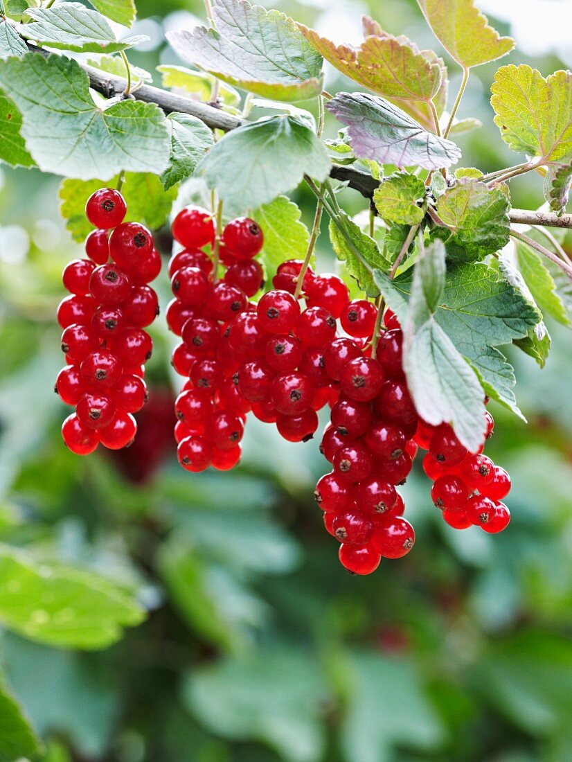 Rote Johannisbeeren am Zweig