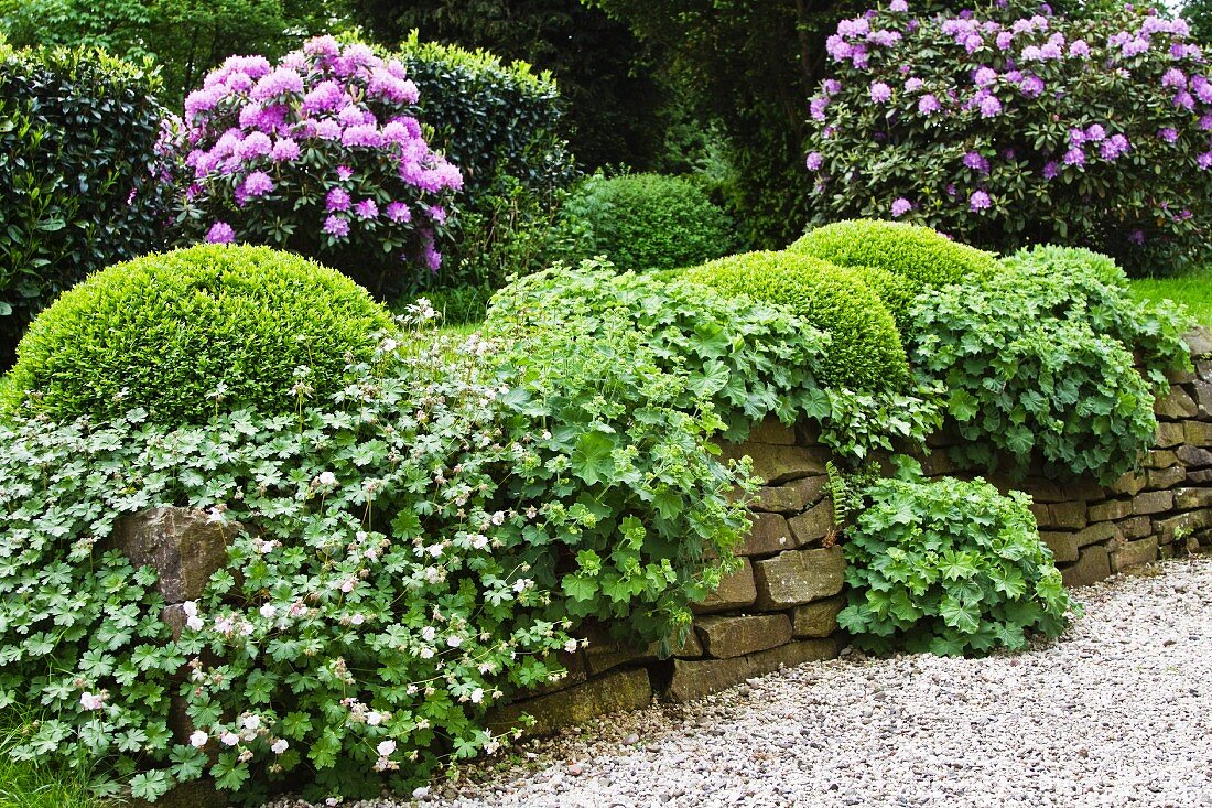 A flowering garden with lady's mantle