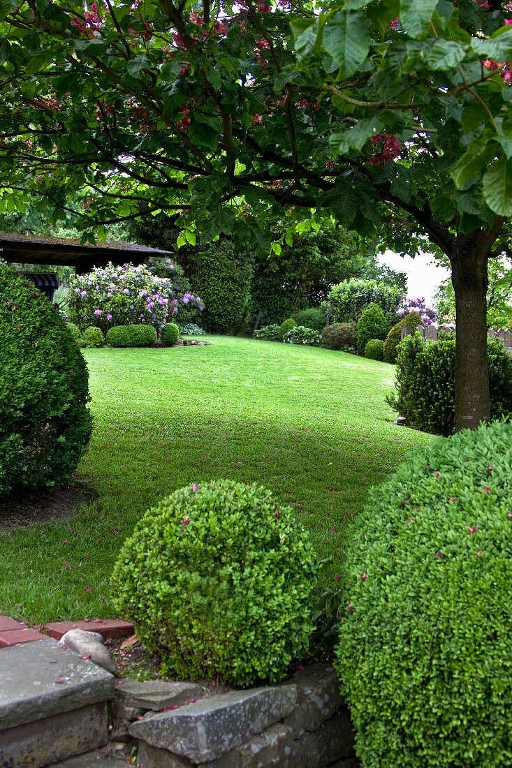 In Form geschnittene Buchsbäume in einem Garten