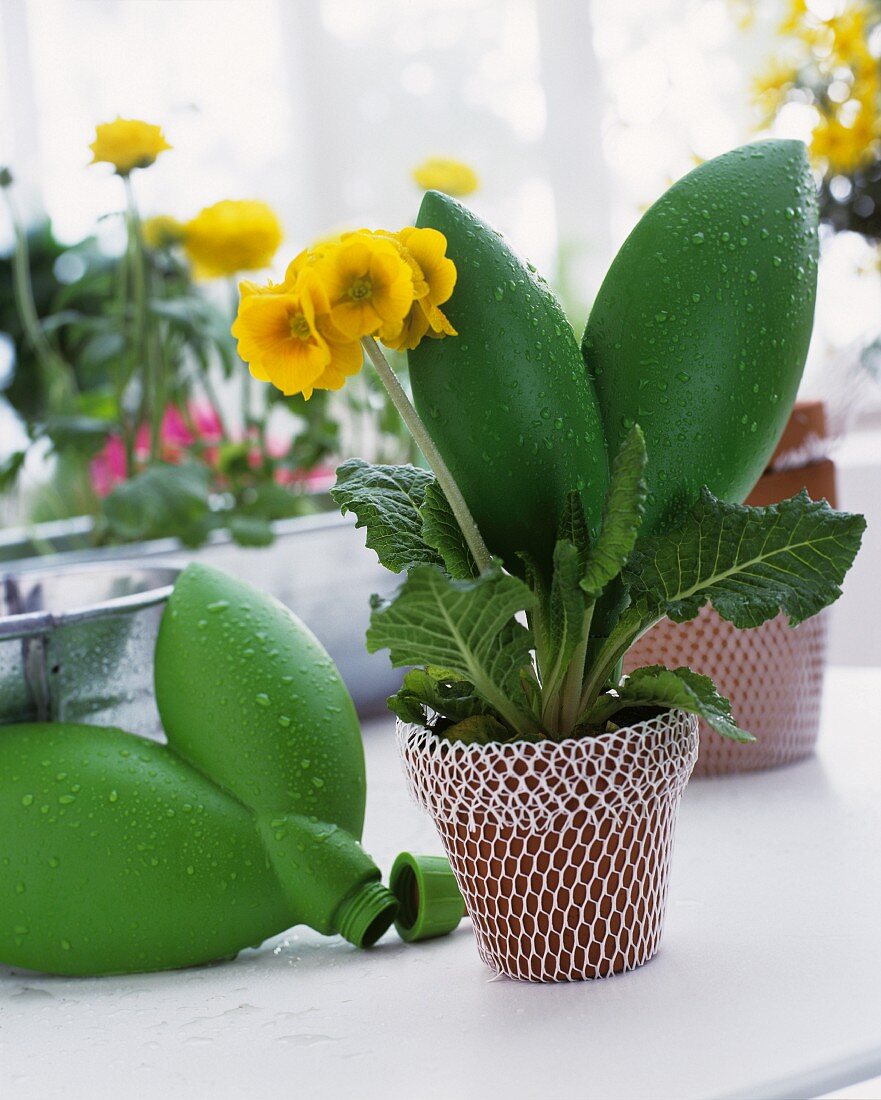 Blumentopf mit gelben Blumen und netzartiger Hülle sowie Wasserspeicher