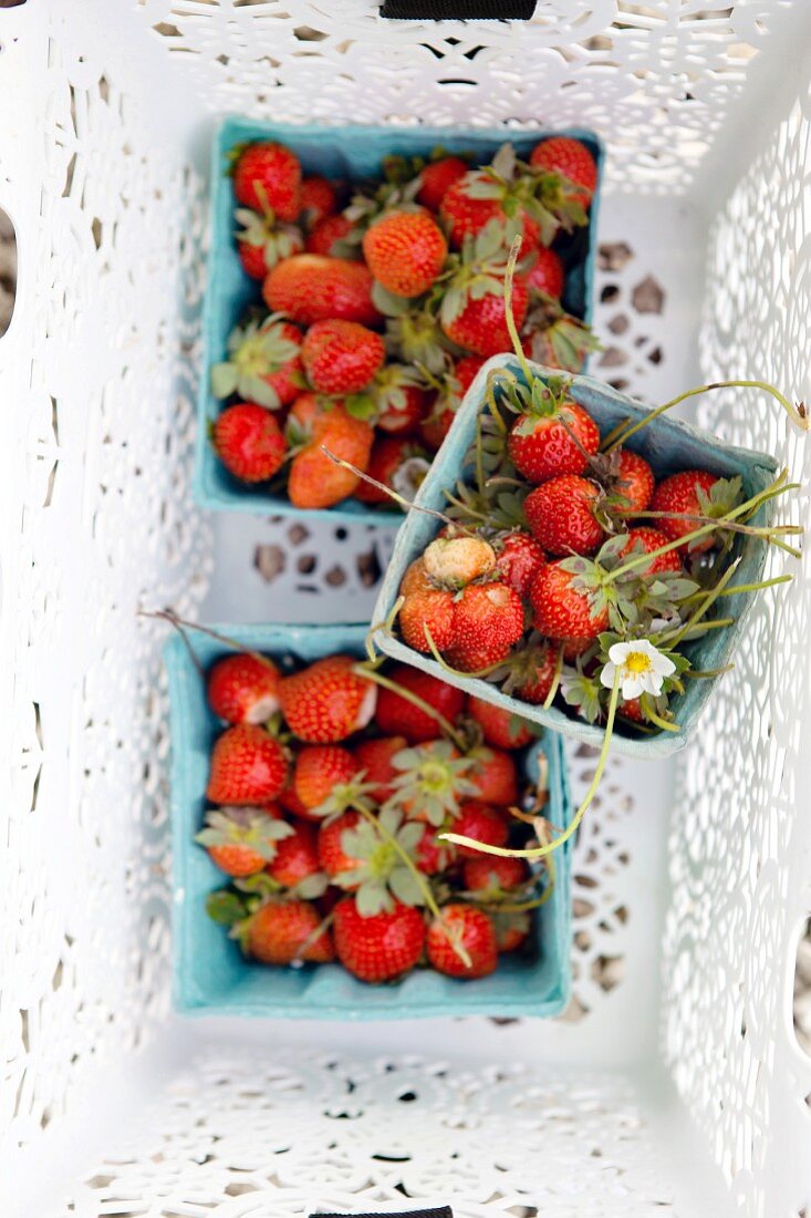Punnets of fresh strawberries