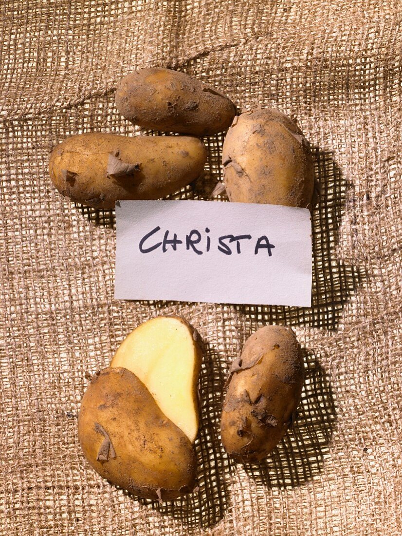 Kartoffeln der Sorte Christa