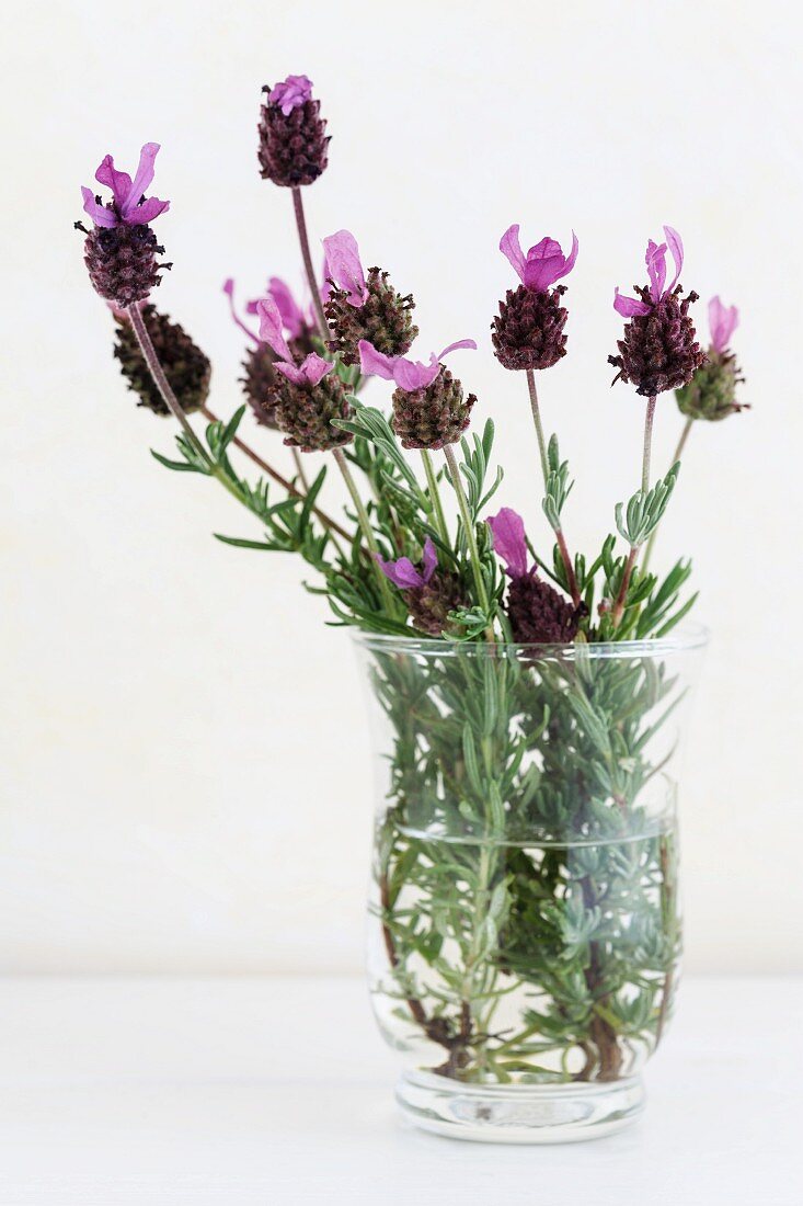 Blühender Lavendel in Glasgefäss