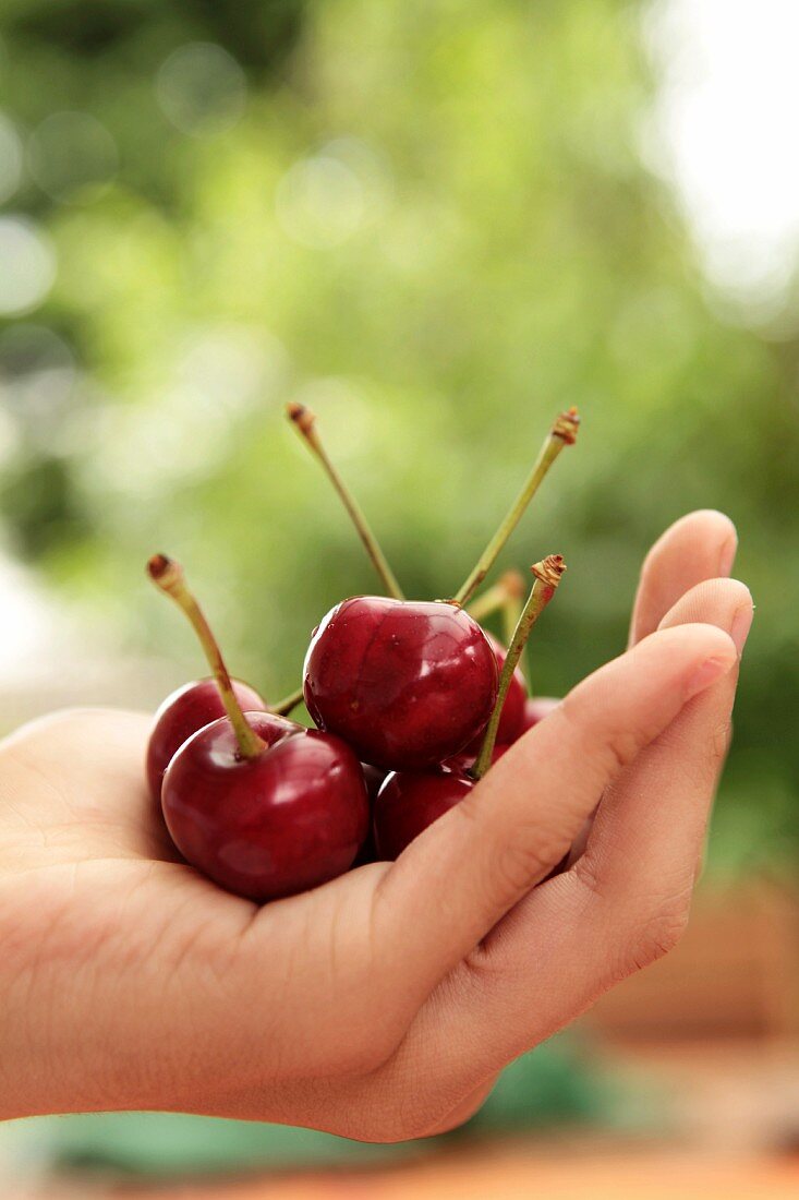 A hand holding cherries