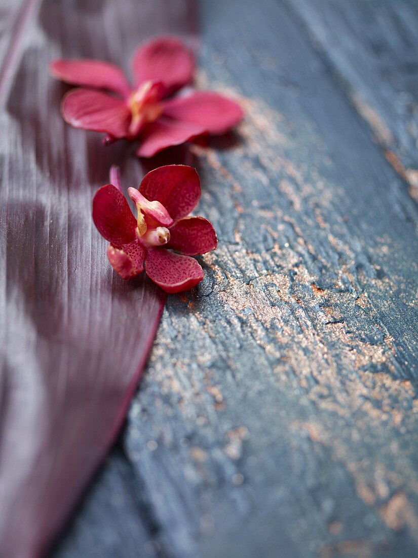 Red orchids on a leaf on a wooden surface