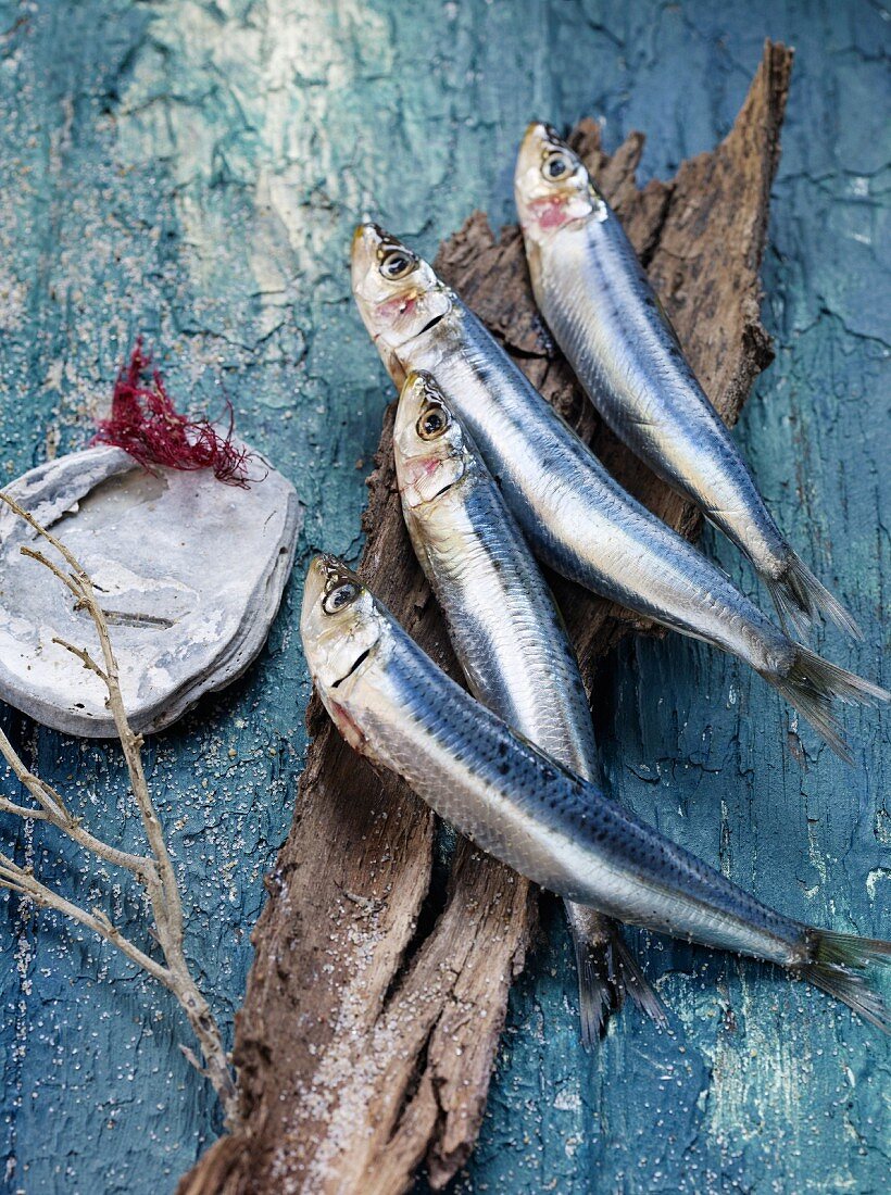 An arrangement of sardines