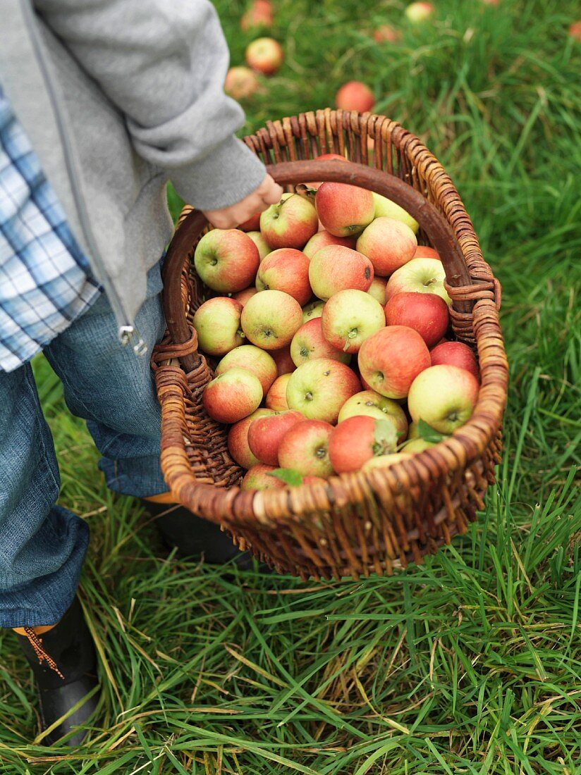 Boy carrying basket full of ripe apples