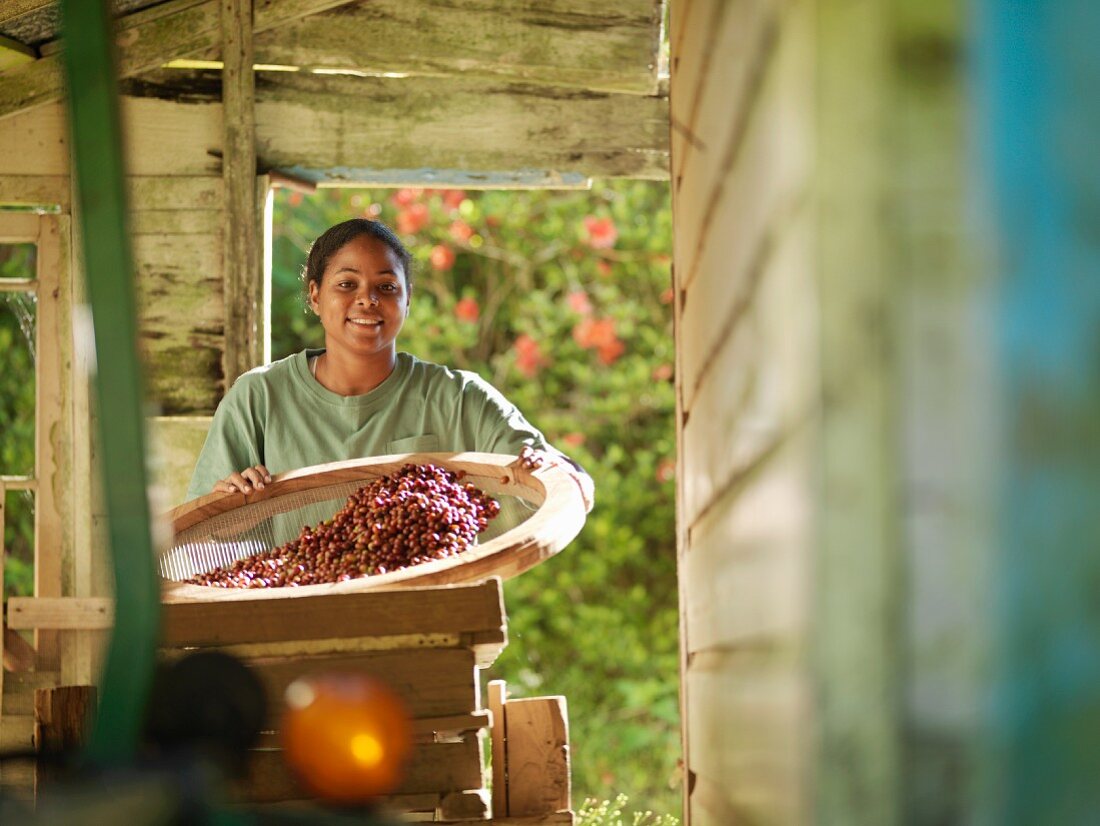 Female Worker Processing Coffee Beans