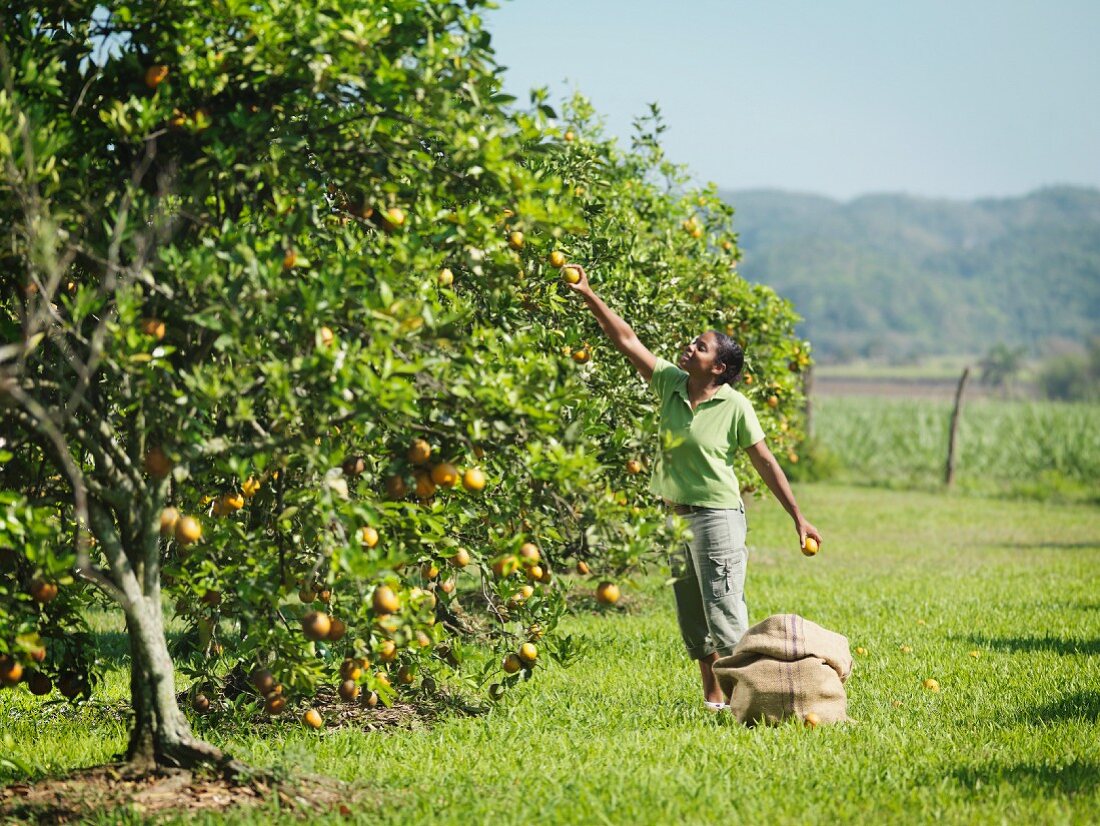 Female Worker Picking Oranges