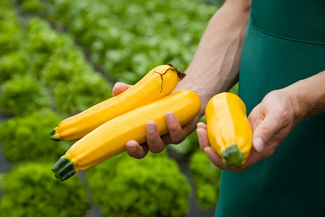 Mann zeigt frisch geerntete gelbe Zucchini