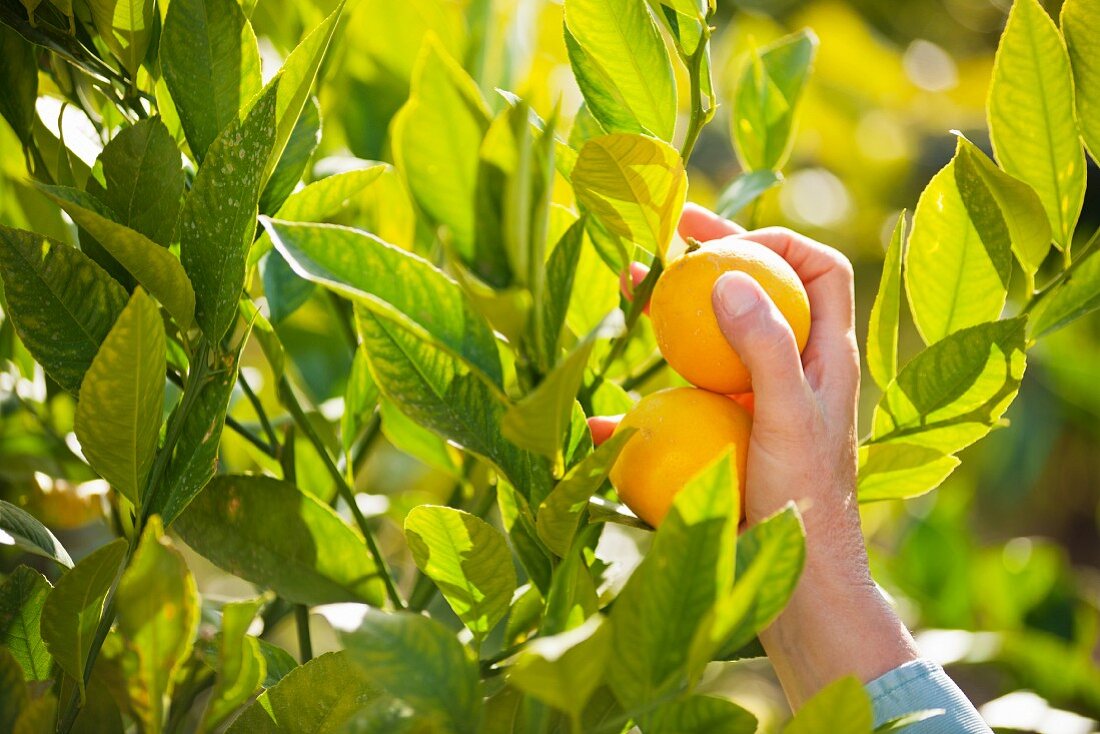 Hand pflückt Zitronen vom Baum