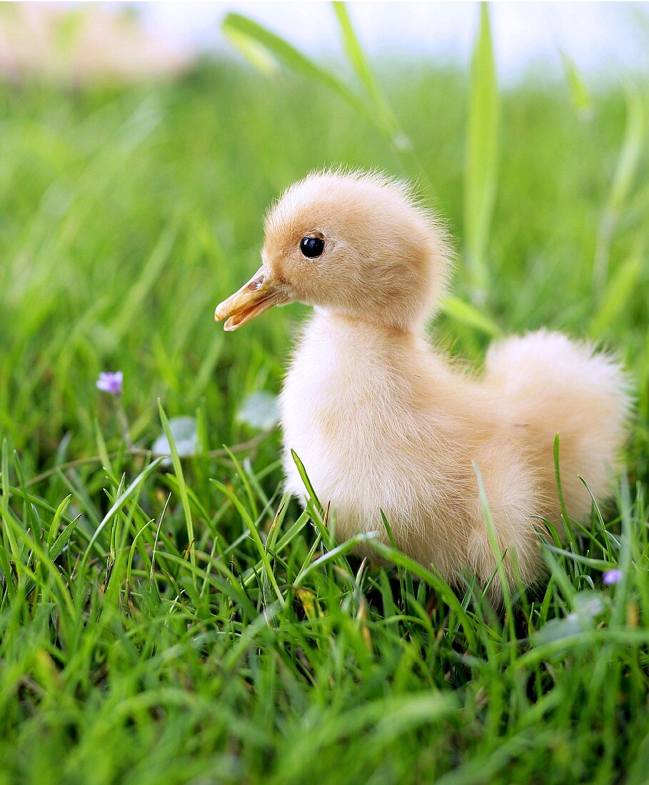 Lebendiges Küken im Gras