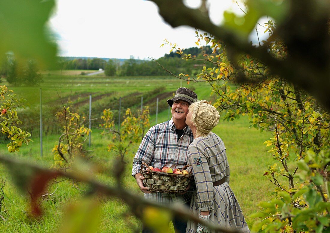 Glückliches älteres Ehepaar bei der Apfelernte