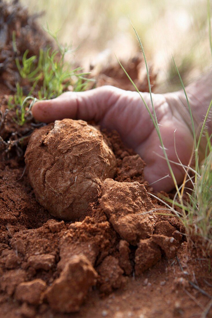 A hand demonstrating a Kalahari truffle in the desert