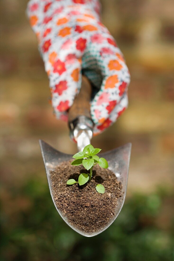 Hand holding plant on garden trowel