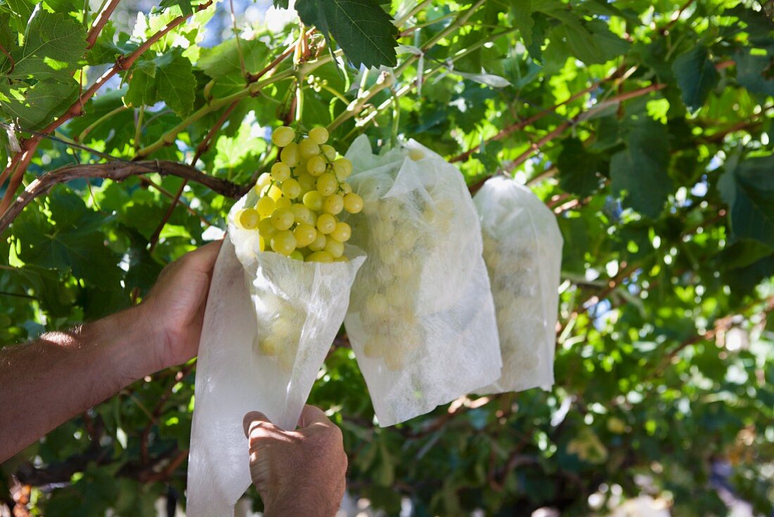 Green grapes being harvested