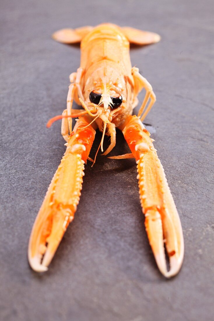 A Norway lobster