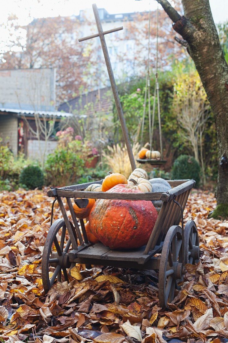 Leiterwagen gefüllt mit Kürbisen im Garten