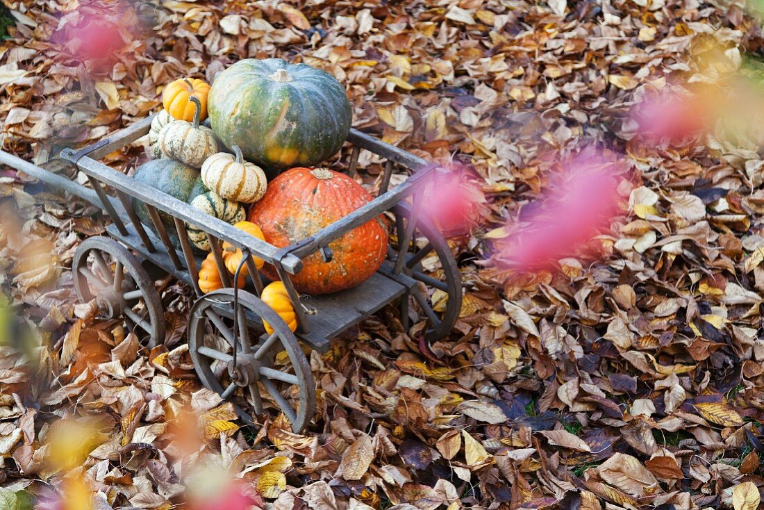 Handcart filled with various types of pumpkin