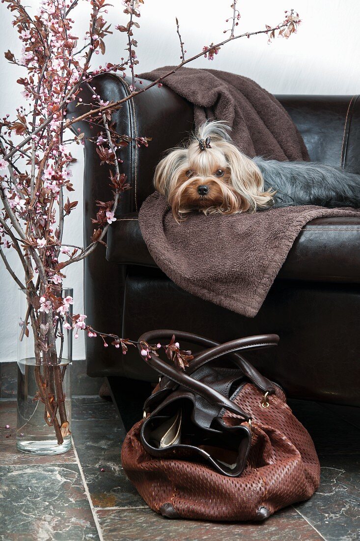 Yorkshire terrier on leather sofa with cherry blossom and dog carrier bag