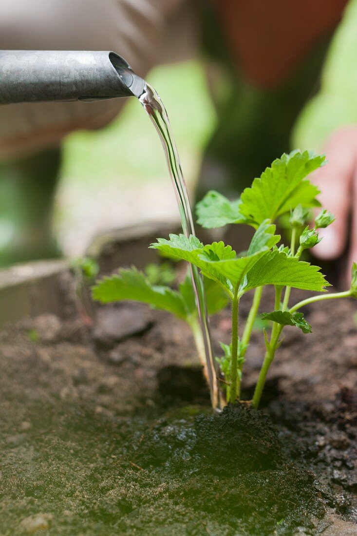 Woman watering a strawberry plant