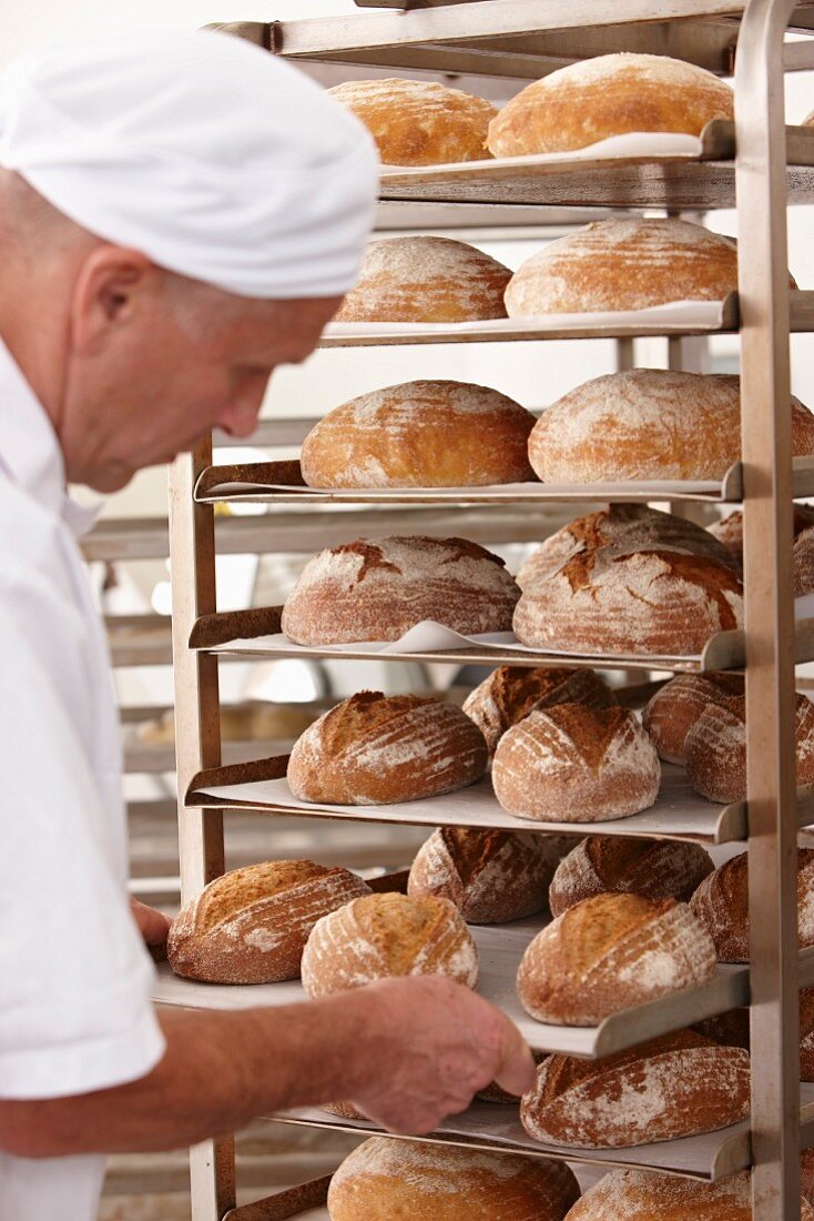 Bäcker schiebt Backblech mit gebackenen Broten in Brotregal