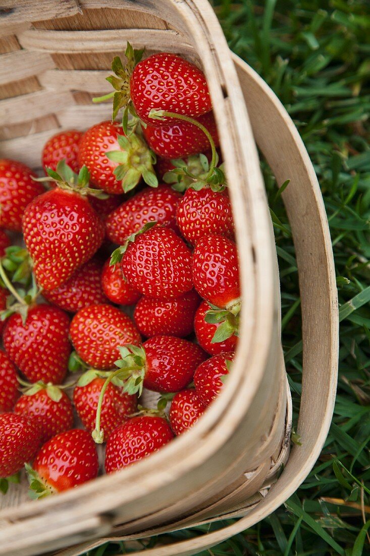 Frisch gepflückte Erdbeeren im Korb