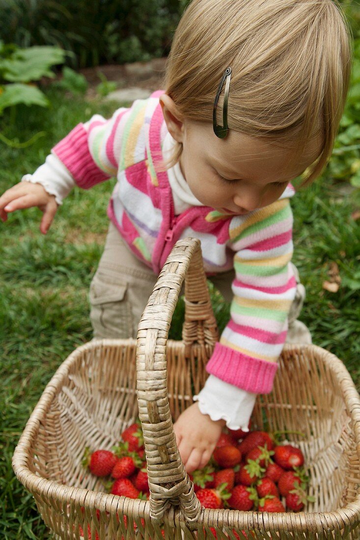 A Young Child Reaching into a Basket of Freshly Picked Strawberries