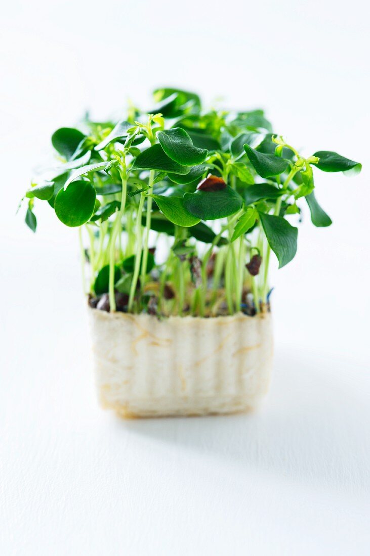 Fresh daikon cress