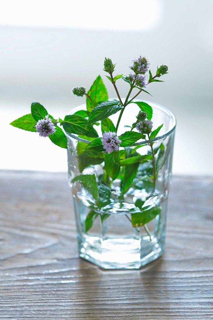 Frische Minze mit Blüten im Wasserglas