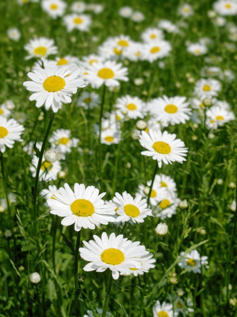 Margeriten auf der Wiese