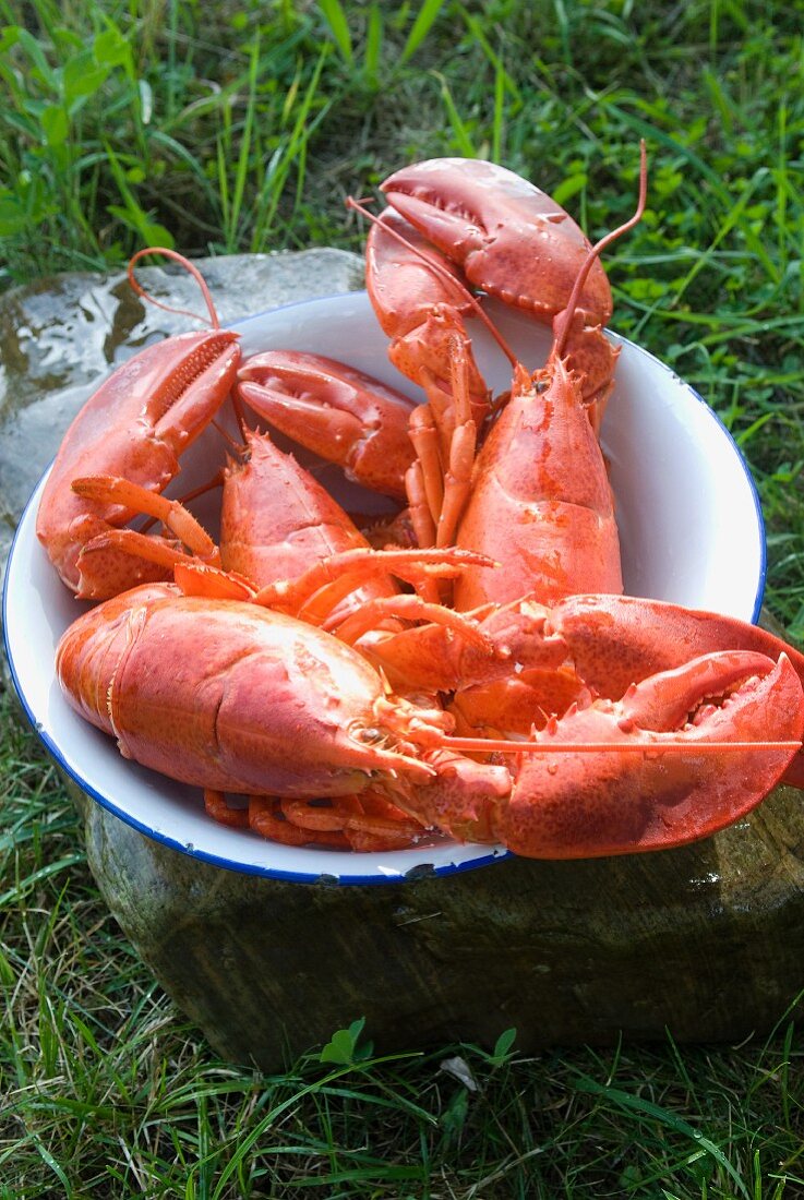 Drei Maine-Lobster in Emailleschüssel auf Wiese im Freien