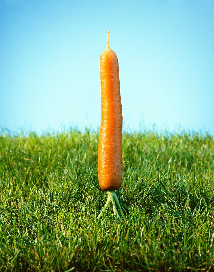 A carrot on grass