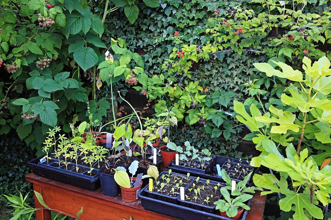 Various seedlings in seed trays and pots on wooden table in front of raspberry bushes and ivy in garden with summery vintage character